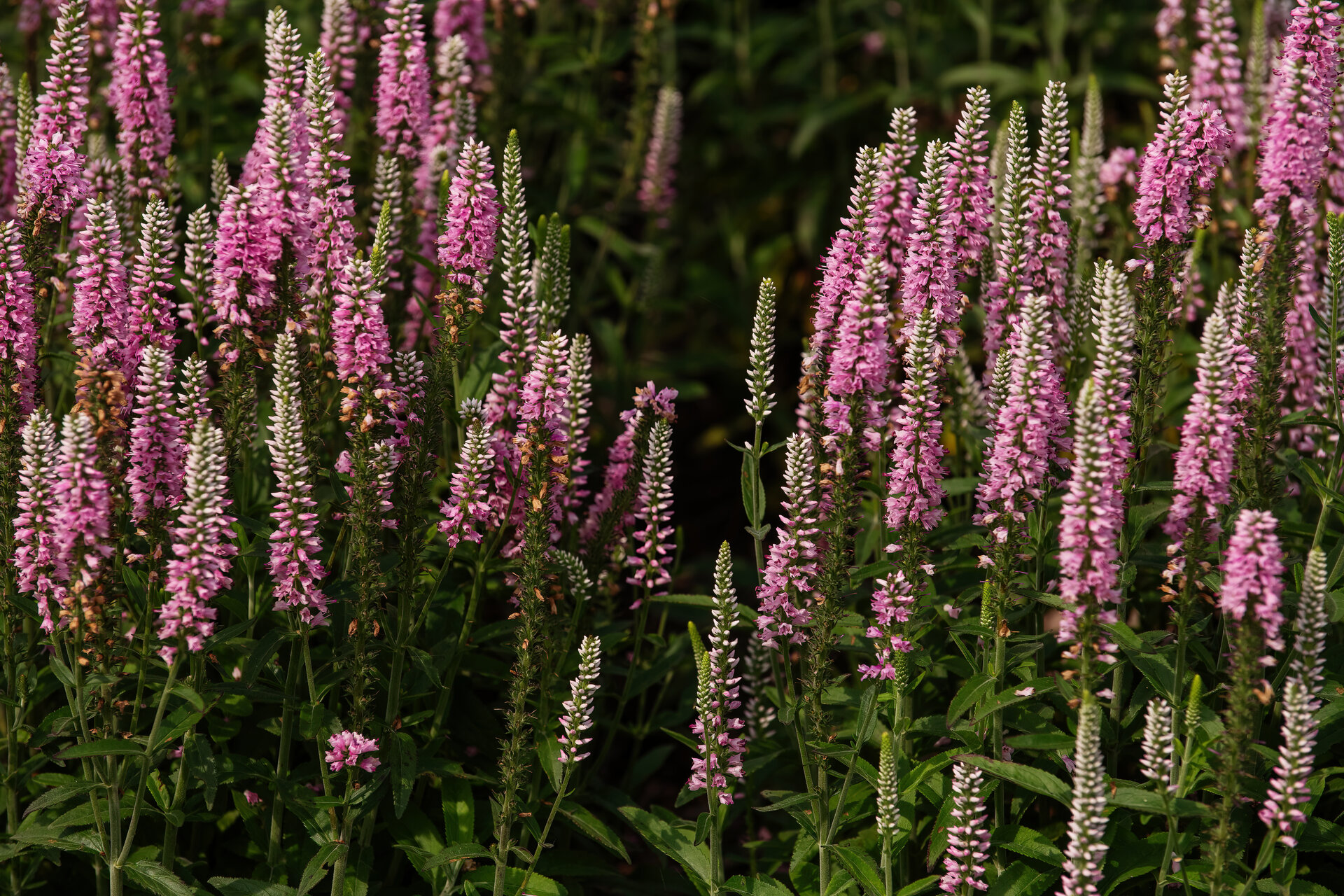 Veronica longifolia 'Eveline'